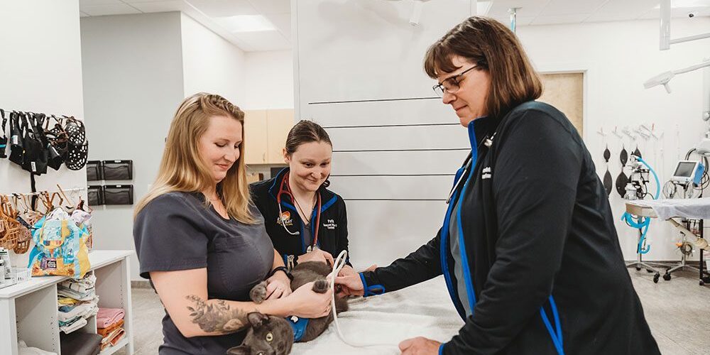veterinarian and assistants gently caring for a cat during an ultrasound exam