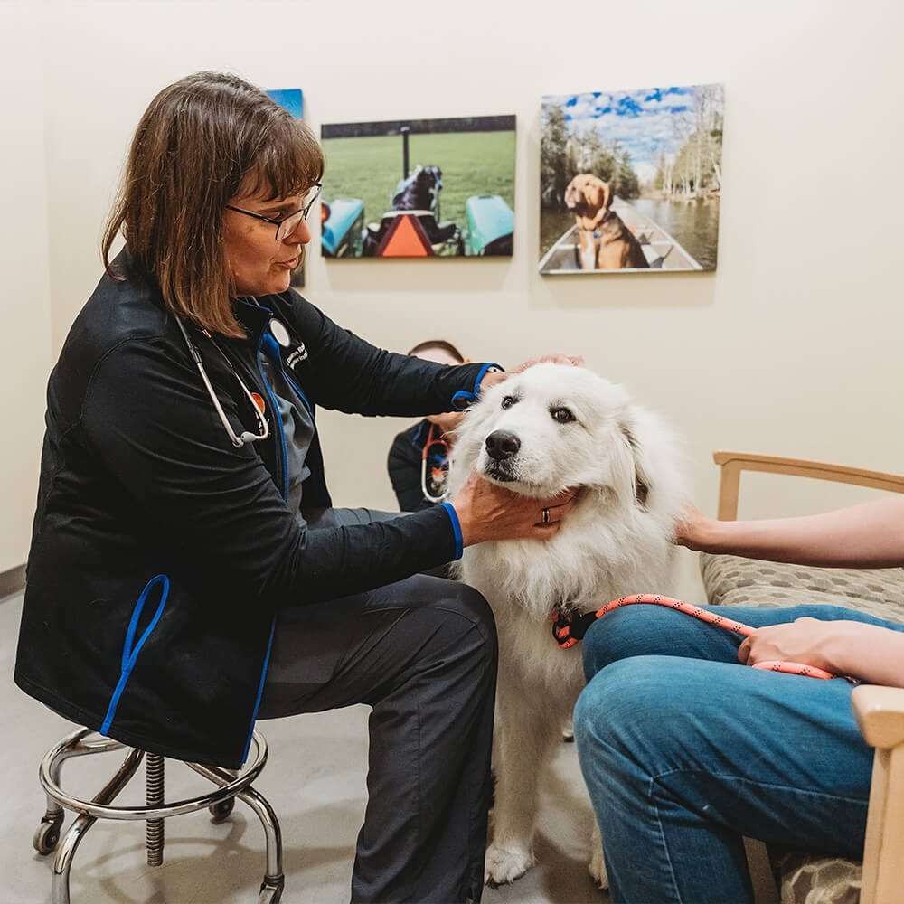 female vet with fluffy white dog in exam room