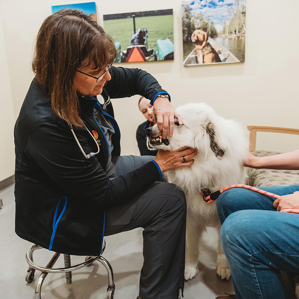 female vet examining white dogs teeth