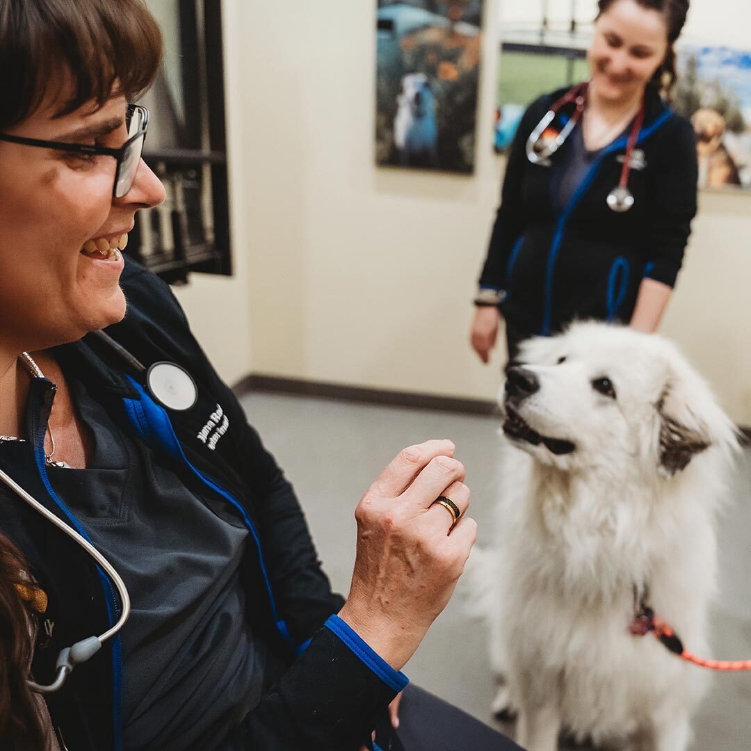 vet giving a white dog a treat
